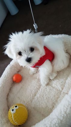 Untitled Mini Maltese, Maltese Puppies, Maltipoo Puppy, Maltese Puppy, Teacup Puppies, Maltese Dogs, Best Dog Breeds, Cute Dogs And Puppies, Small Dog Breeds