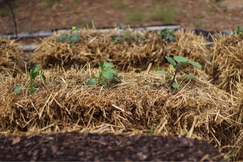 How to Make a Hay Bale Garden > At Home in the Wildwood Hay Bale Gardening, Making Raised Garden Beds, Garden At Home, Varieties Of Tomatoes, Hay Bales, Gardening 101, Garden Fencing, Gardening For Beginners, Small Plants