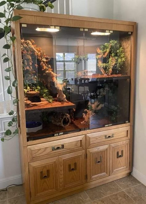 Cool Lizard Terrarium, Reptile Room Inspiration, Custom Snake Enclosures, Glass Cabinet Terrarium, Reptile Shelves, Lizard Tank Ideas, Snake Cage Ideas, Diy Reptile Enclosure Furniture, Bearded Dragon Terrarium Ideas Tanks