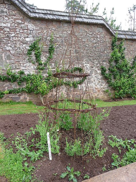 Growing sweet peas in style Growing Sweet Peas, Diy Garden Trellis, Twig Art, Chicken Keeping, Sweet Peas, Garden Edging, Diy Garden Projects, Garden Art Sculptures, Garden Trellis