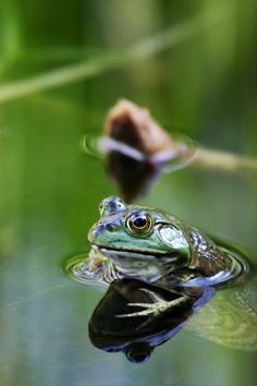 HC Frog Open Mouth, Frog In Water, Frog In Pond, Pond Creatures, Frog In A Pond, Country Pond, Pond Frog, On Golden Pond, Frog Pond