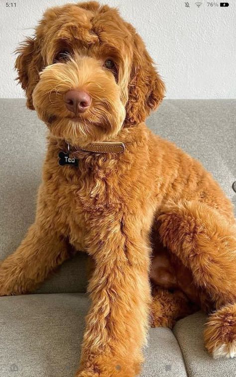 Aussiedoodle Teddy Bear Haircut, Goldendoodle Grooming Haircuts Teddy Bears, Brindle Goldendoodle, Golden Doodle Haircut Styles Teddy Bear, Aussie Doodle Haircut Styles, Goldendoodle Teddy Bear Haircut, Mini Goldendoodle Haircut, Mini Bernedoodle Haircut, Labradoodle Teddy Bear Cut