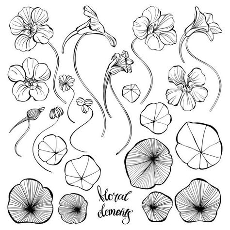 Nasturtium Illustration, Water Lily Tattoos, Elements For Design, Lily Pattern, Lily Tattoo, Tattoo Portfolio, Knee Tattoo, Plant Drawing, Floral Elements