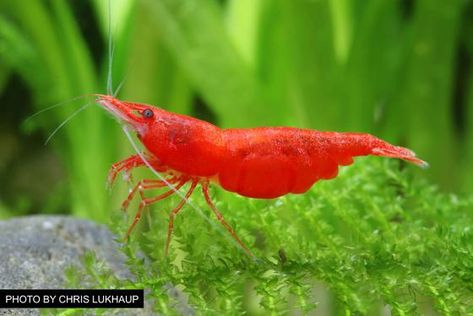 Overview of Freshwater Dwarf Shrimp – Popular Species, Tank Requiremen - Aquarium Co-Op Aquarium Drawing, Amano Shrimp, Red Cherry Shrimp, Shrimp Farming, Tiger Shrimp, Cake Pizza, Cherry Shrimp, Shrimp Tank, Pizza Sandwich