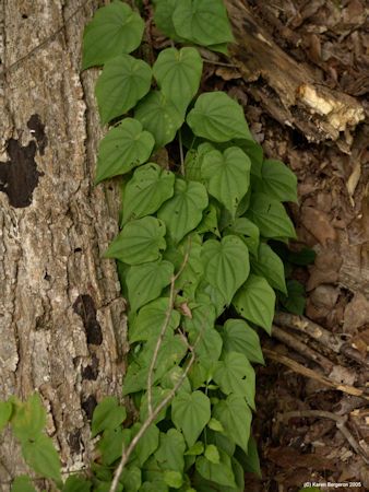 Wild Yam Root Benefits, Diy Wild Yam Cream, Wild Yam Benefits For Women, Ribwort Plantain Salve, Cramp Remedies, Florida Foraging Edible Plants, Tinctures Recipes, Wild Yam, Native Garden