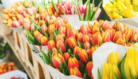 Love growing tulips and considering getting into selling cut flowers? Keep these tips in mind and you'll enjoy profit from these beautiful flowers. 📸 mitarart/Adobe Stock, ✍️ Austin Graf Grow Tulips, Growing Tulips, Tulip Farm, Planting Tulips, Dutch Tulip, Tulip Bulbs, Tulip Fields, Spring Tulips, Egg Carton