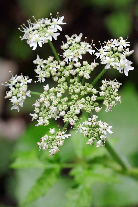 If you enjoy growing your own aromatic spices for your culinary pursuits, then you will love growing your own caraway! Not only are the seeds a common spice, the entire plant is edible including the leaves and roots. And caraway also produces beautiful white flower clusters that look perfect in a kitchen or cottage garden. #cottagegarden #caraway #gardenerspath U Of I, Biennial Plants, Herb Gardening, Culinary Herbs, Tea Garden, Herb Seeds, Healing Herbs, Growing Herbs, Companion Planting