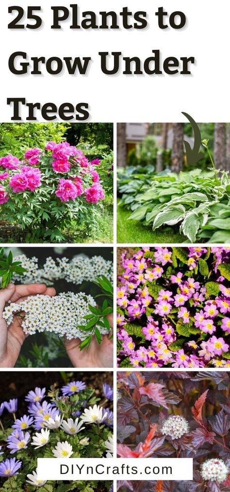 Fill your landscaping with one or all of these flowers to grow under trees! They bloom under shade and create beauty in your garden! These are great flower garden tips and landscaping hacks anyone can use! Garden Ideas Under Trees, Landscaping Hacks, Unique Landscaping, Understory Plants, Shade Landscaping, Pink Perennials, Plants Under Trees, Landscaping Around Trees, Flowers To Grow