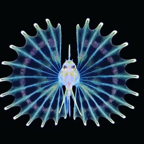 Deep Sea Animals, Images Of Animals, Deep Sea Creatures, Bio Art, Lion Fish, Beautiful Sea Creatures, Cosmic Horror, Underwater Creatures, Deep Sea Fishing