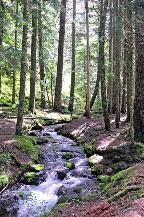 Ramona Falls, Oregon, The Outsiders, Hiking, Natural Landmarks, Plants, Travel, Green, Nature