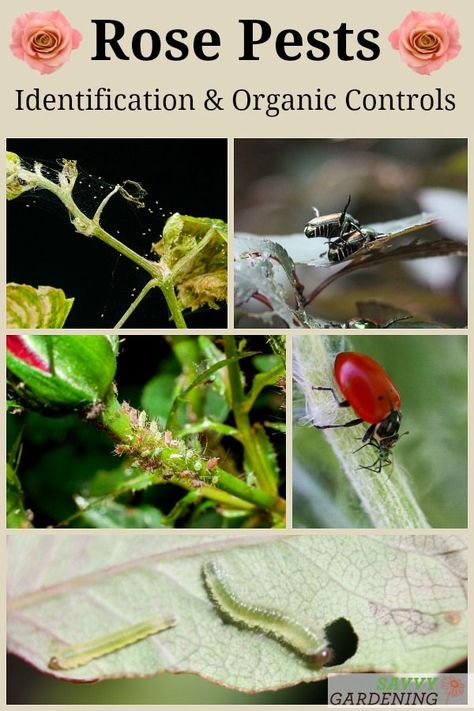 Even low-maintenance roses have pests. Meet 8 common rose pests and learn the best organic controls for managing them. Plus, discover why systemic chemical pesticides are a bad idea for controlling pests of roses and other flowering plants. #gardening #roses #organicgardening Bugs On Roses, Cottage Garden Plan, Knockout Roses, Natural Pesticides, Rose Varieties, Natural Pest Control, Cottage Garden Design, Cottage Garden Plants, Growing Roses