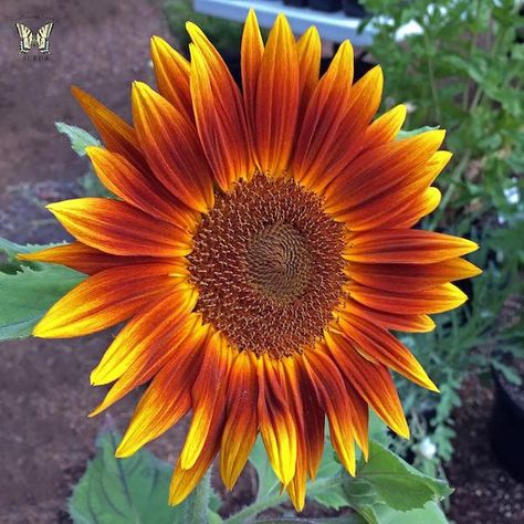 Sunflower Seeds: Flower Seed | Annual Flowers Coloring Reference, Sunflower Pot, Orange Sunflowers, Red Sunflowers, French Beaded Flowers, Sunflower Pictures, Rose Varieties, Sunflower Garden, Sunflower Wallpaper