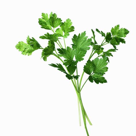 Caper Bush, Basic Italian, Italian Parsley, Stock Your Pantry, Green Png, Fresh Summer Salad, Summer Salad Recipes, Coriander Leaves, Italian Cooking