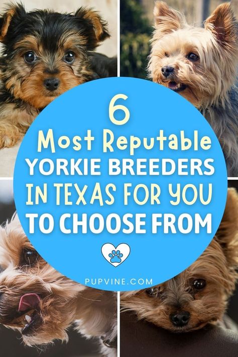 Yorkshire Terrier Breeders, Yorkie Breeders, Morkie Puppies, Dog Breeder, The Cream, Yorkshire Terrier, Yorkie, Yorkshire, Top 10