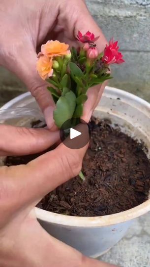 569K views · 4.1K reactions | Amazing Grafting of Succulent Plant ☘️💚💚 | By Madam Minchin | Facebook Healthy Drinks Recipes, Planting Succulents, Healthy Drinks, Plants