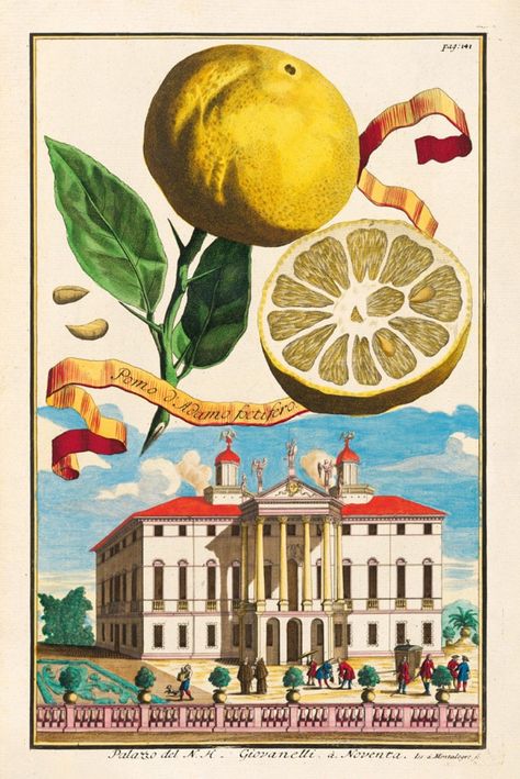 An early-modern ode to citrus fruit – in pictures Growing Citrus, Large Format Art, Citrus Garden, Graphic Design Style, Fruits Images, Fruit Design, Print Inspiration, Art Historian, Citrus Fruit