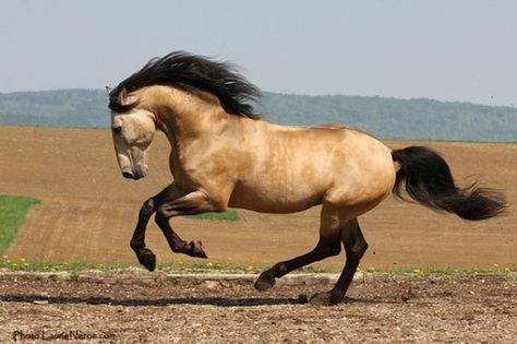 Buckskin Horses, Breyer Custom, Horse Colours, Kiger Mustang, Buckskin Horse, Horse Reference, Majestic Horses, Gorgeous Horses, Stallion Horses