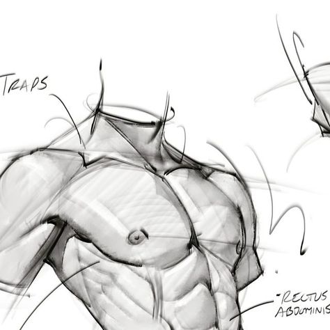 Joshua Black on Instagram: "Torso sketches! #torso #humananatomy #muscles #core #abs #chest #shoulders #pelvis #gottogetbetter #gesturedrawing #drawing #lineart #sketching #doodles" Sketching Doodles, How To Draw Abs, Back Drawing, Sketches Doodles, Body Sketches, Human Anatomy Drawing, Male Torso, Human Anatomy Art, Anatomy Sketches