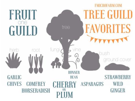 Tree Guild, Cabin Garden, Food Forest Garden, Micro Farm, Pumpkin Tree, Ecology Design, Permaculture Gardening, Plum Tree, Natural Ecosystem