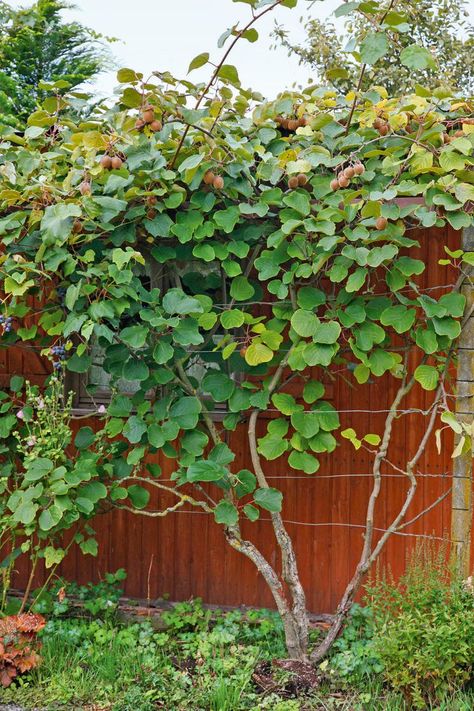 Kiwi-Pflanze am Spalier How To Cut Kiwi, Hardy Kiwi, Fruit Shoot, Shade Flowers, Kiwi Fruit, Fruit Tree, Vegetable Garden Design, Garden Landscape Design, Edible Garden