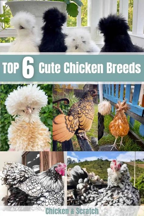 Top 6 Utterly Cute Chicken Breeds (with Pictures) Cool Looking Chickens, Cute Chicken Breeds, Frizzell Chickens, Polish Frizzle Chicken, Chicken Breeds With Pictures, Best Chicken Feed, Chickens Backyard Breeds, Cluckingham Palace, Raising Chickens 101