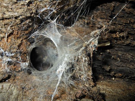 Wolf Spider Nest Alien Environment, Spider Nest, Spider Net, House Spider, Wolf Spider, Nest Art, Exposure Therapy, Egg Nest, Web Project