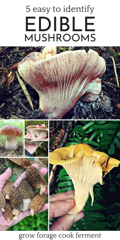 Foraging Mushrooms, Edible Wild Mushrooms, Mushrooms Growing, Mushroom Identification, Wild Foraging, Forest Mushrooms, Wild Food Foraging, Foraging Recipes, Edible Wild Plants