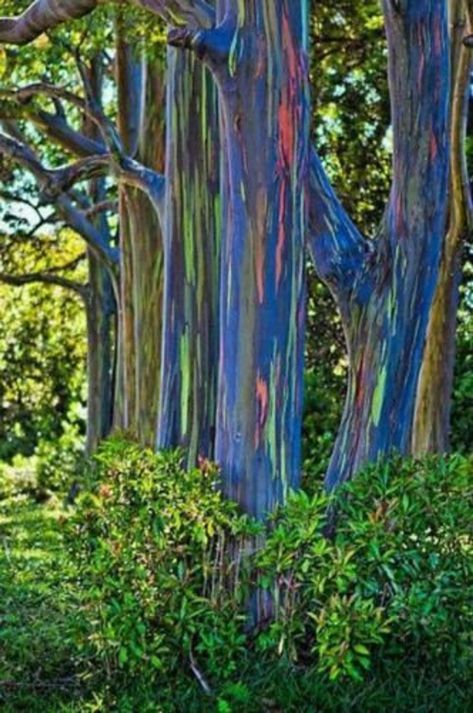 350 Rainbow Eucalyptus Deglupta Tree Seeds | Etsy Rainbow Eucalyptus Tree Hawaii, Rainbow Eucalyptus Tree, Eucalyptus Deglupta, Rainbow Eucalyptus, Eucalyptus Tree, Unique Trees, Colorful Trees, Tree Forest, Alam Yang Indah