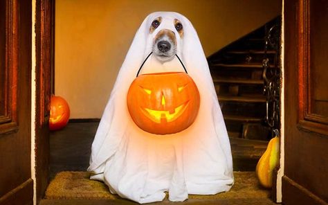 13 Adorable Dogs In Ghost Costumes Diy Ghost Costume, Costumes You Can Make At Home, Dog Ghost Costume, Multifamily Property, Unicorn Dog Costume, Garden Gnomes Costume, Costume For Dogs, Diy Ghost, Dog Match