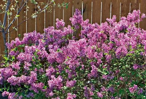 Bloomerang Lilac, Shrubs For Borders, Lilac Plant, Inspiration Designs, Dark Purple Flowers, Prescott Arizona, Monarch Butterflies, Spring Blooms, Monarch Butterfly