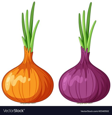 Fruit Art, Food Illustrations, Shallots, Paper Dolls, Png Images, Vector Images, Vector Free, Vector Illustration, Illustrator