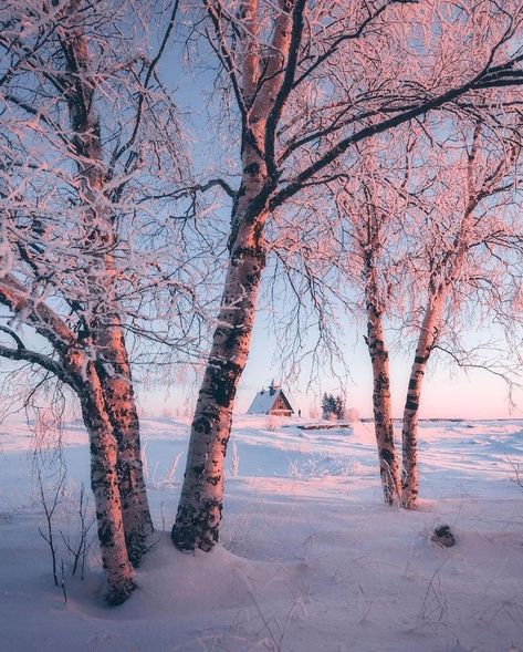 Winter Photography Nature, Winter Landscape Photography, Beautiful Leaves, Snow Photography, Winter Cabin, Winter Photo, Winter Magic, Winter Scenery, Winter Beauty