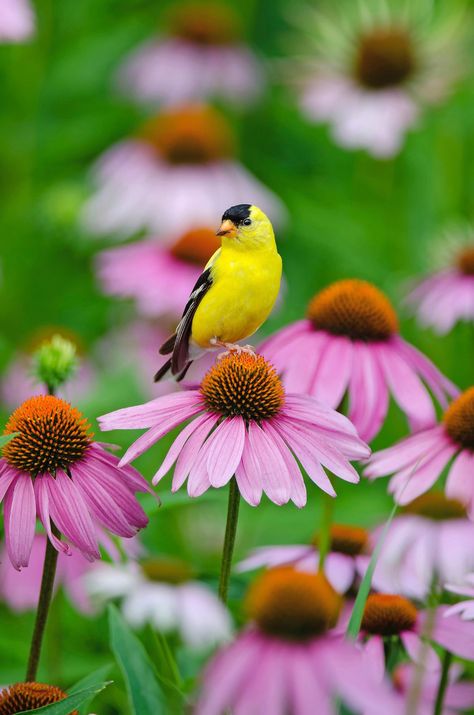 American Goldfinch: The Golden Bird - Birds and Blooms Pine Siskin, American Goldfinch, Golden Bird, Wildlife Biologist, Finches Bird, Flower Quilts, How To Attract Hummingbirds, Nature Birds, Goldfinch