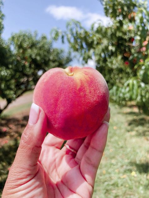 Peach Picking Season Picnic Style Party, Peach Picking, Picnic Style, Ripe Fruit, Apple Harvest, Local Farm, Delicious Fruit, Style Party, Summer Day