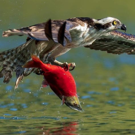 Osprey catching Kokanee salmon. 📷@mikekphotoadventure Osprey Catching Fish, Salmon Animal, Salmon Photography, Personality Collage, Kokanee Salmon, Salmon Run, Sockeye Salmon, Favorite Animals, Catching Fish