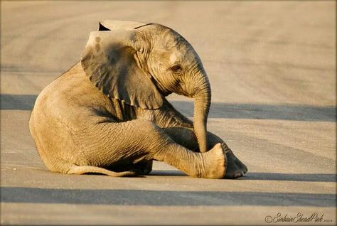 Young elephant trying to be threatening and failing - Kruger National Park Tattoos Elephant, Drawing Elephant, Grumpy Frog, Nursery Elephant, Elephant Photography, Elephant Pictures, Elephants Photos, Baby Elefant, Baby Elephants