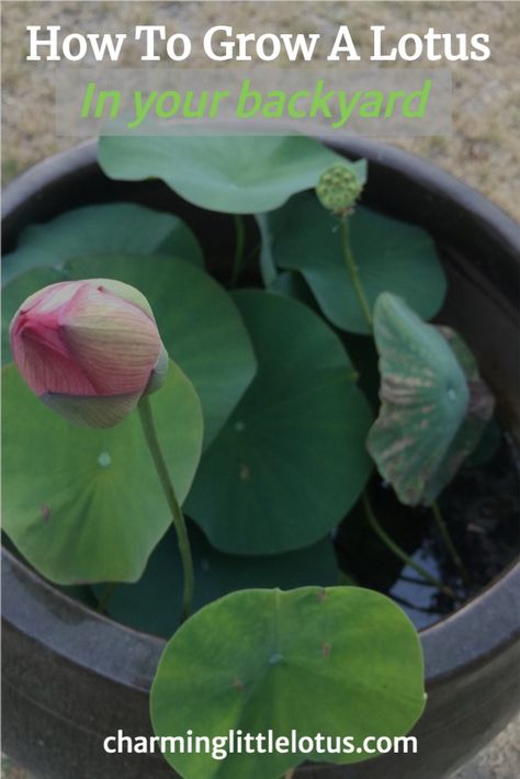 Bonsai Lotus Flower, Growing Lotus, Flowering Plants In India, Lotus Flower Seeds, Lotus Plant, Plant Wishlist, Plant Hacks, Flower Pots Outdoor, Lotus Blossom