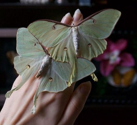 Robin Stanfill ✴🕊 on Twitter: "God's Beauty ~♡… " Cool Bugs, Beautiful Bugs, Luna Moth, Light Pollution, Creepy Crawlies, Alphonse Mucha, Love Bugs, Beautiful Butterflies, Moth