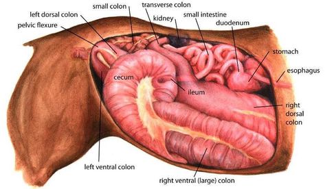 Equine Vet Tech, Organ Anatomy, Equine Veterinarian, Veterinary Tech, Vet Tech Student, Equine Veterinary, Large Animal Vet, Equine Nutrition, Horse Information