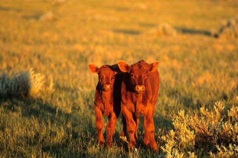 Red Angus Calf | Angus Sales http://portfolios.chuckhaney.com/ranching/red-angus-calves ... Agricultural Photography, Western Room, Show Cattle, Angus Beef, Cow Calf, Photography Images, Book Aesthetics, Baby Cows, John Muir