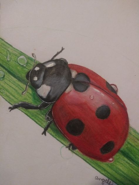 Prismacolor Art Easy, Colored Pencil Art Easy Ideas, Realistic Colored Pencil Drawings, Ladybird Drawing, Ladybug Drawing, Color Pencil Sketch, Prismacolor Art, Color Drawing Art, Colored Pencil Artwork