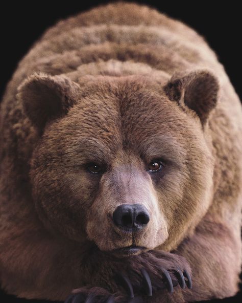 Grizzly Bear Tattoos, Photo Ours, Bear Portrait, Cute Brown Bear, Cool Animals, Kodiak Bear, Moon Bear, Golden Moon, Bear Tattoos