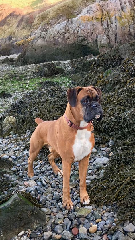 Beach New Year, American Boxer, Boxer Bulldog, Boxer And Baby, Dog White, Boxer (dog), Boxer Puppy, Boxer Love, Boxer Puppies