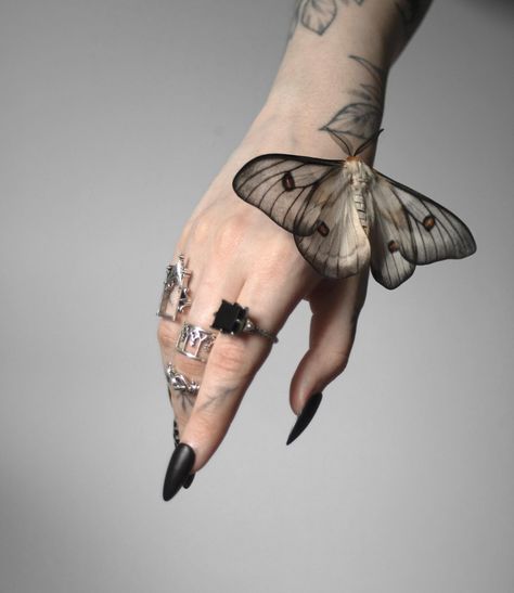 The ghostly silk moth is THE perfect moth for representing spooky season 👻 (always looking for an excuse to post one of these… | Instagram Silk Moth, Moth Drawing, Cute Moth, Moon Moth, Moth Tattoo, Creatures Of The Night, Gothic Girls, Sleeve Tattoo, Creature Design