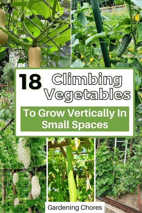 Climbing vegetables you can grow vertically. Vining Vegetables, Art Creative Ideas, Climbing Vegetables, Veggie Garden Layout, Grow Vertically, Vegetable Trellis, Small Garden Layout, Growing Green Beans, Vertical Planting