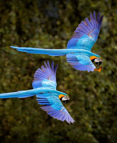 Blue Throated Macaw, Parrot In Flight, Blue And Yellow Macaw, Beautiful Parrots, Animal Therapy, Blue Macaw, Macaw Parrot, Therapy Animals, What To Draw