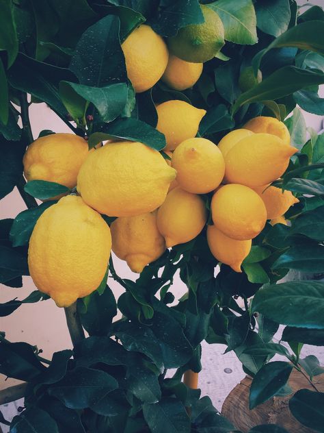 Just a yellow lemon tree. Download this photo by Ernest Porzi on Unsplash Mood Board, Lemon, Van, Yellow