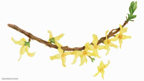 Blooming Forsythia Branch, traced watercolor botanical illustration Forsythia Tattoo, Tattoo Watercolor, Botanical Illustration, Cover Photos, Watercolor Tattoo, Vector Art, Tattoo Ideas, This Is Us, Clip Art