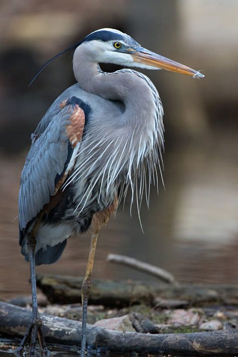 Heron Photography, Heron Art, Coastal Birds, Great Blue Heron, Animal Study, Nature Birds, Bird Pictures, Blue Heron, Bird Drawings