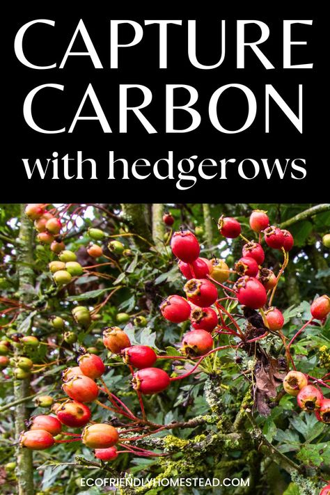 Hedgerow trees and plants grouped together with red berries and fruit, text overlay "capture carbon with hedgerows" Hedgerow Fence, Hedgerow Plants, Carbon Sink, Natural Fence, Carbon Sequestration, Birds And Bees, Bee Garden, Crop Rotation, Gardening Books